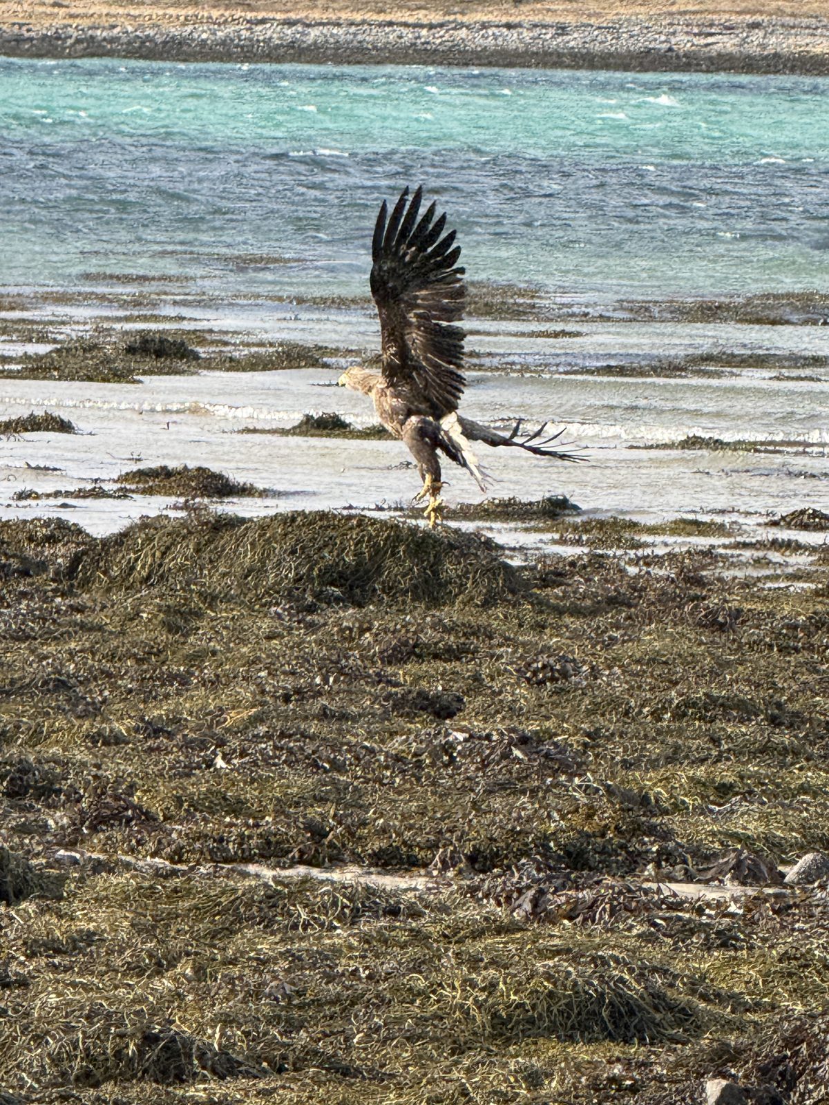 A white-tailed eagle on the beach (IMG_5367).