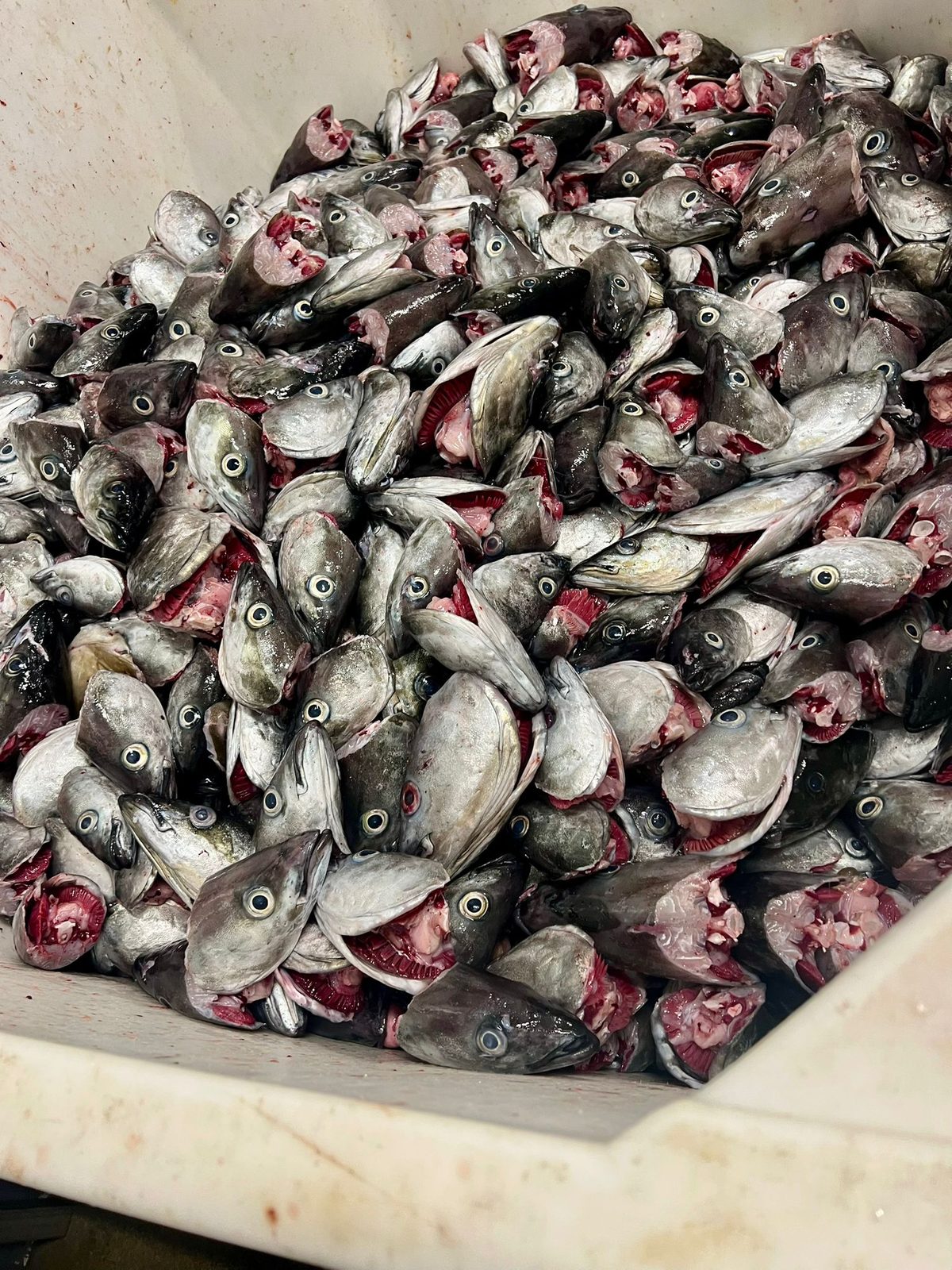 The fish landing station in Fredvang