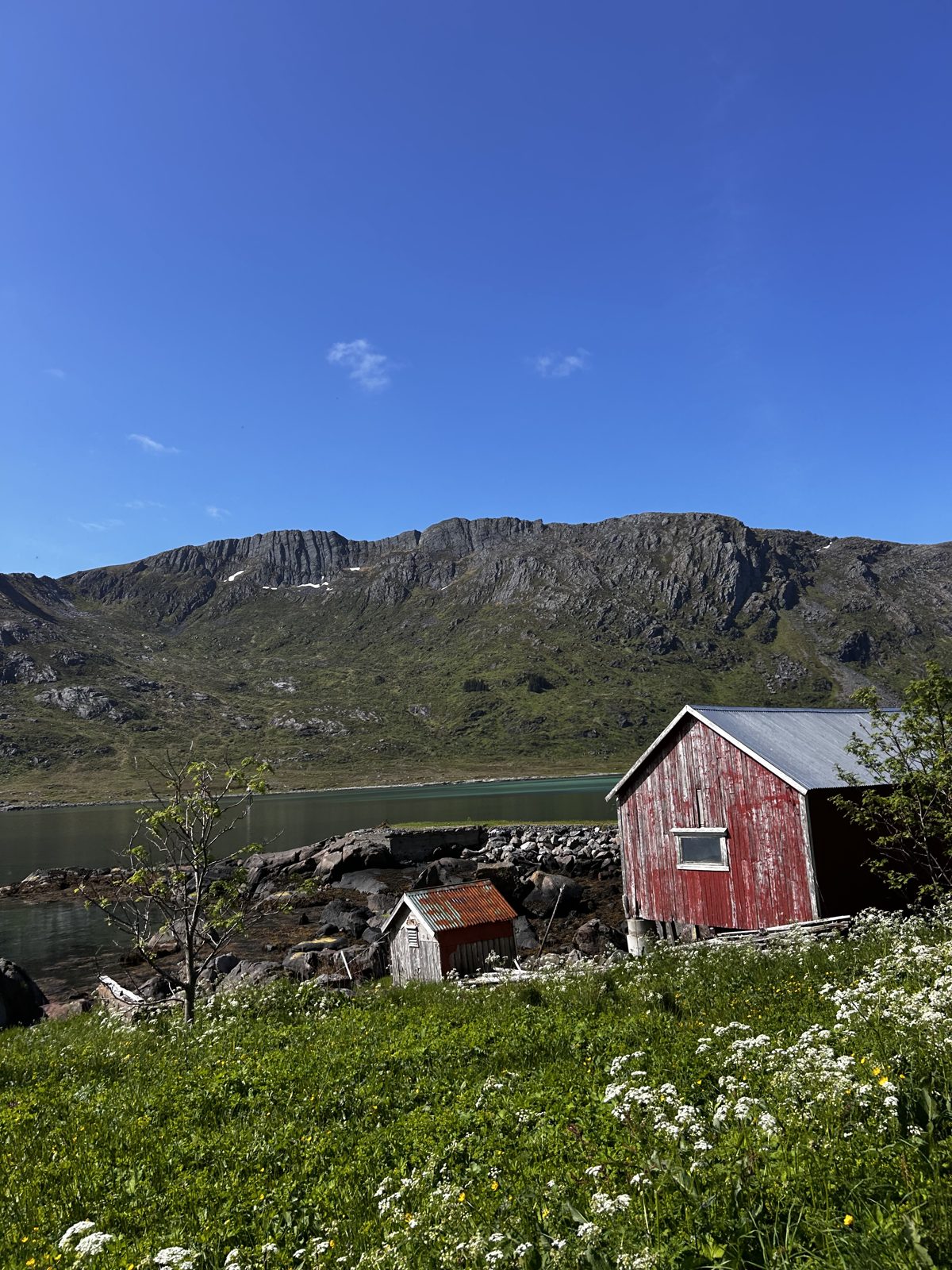 Wildflowers by an old red boathouse along the fjord