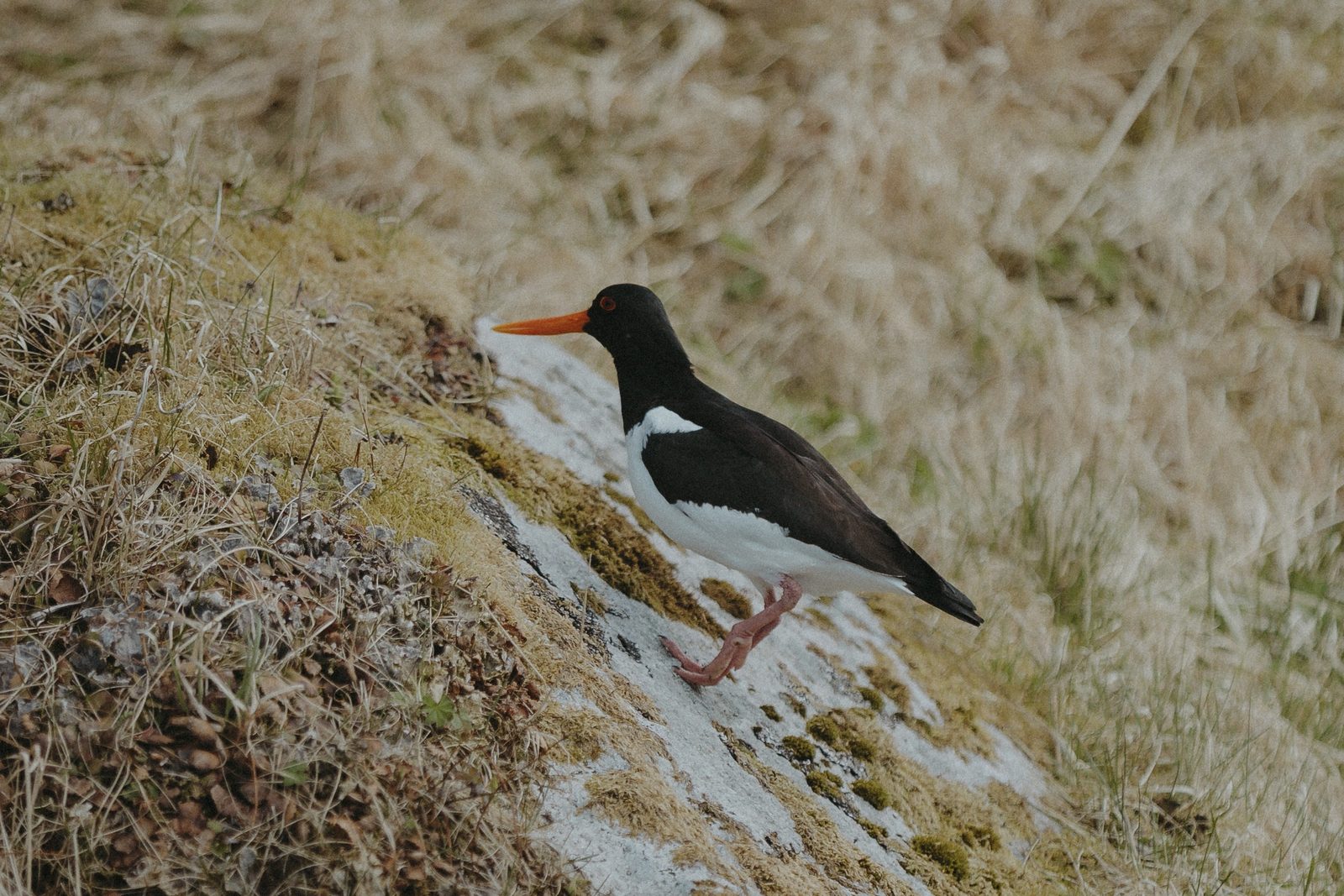 An oystercatcher on the mossy rocks at the property (IMG_7584).