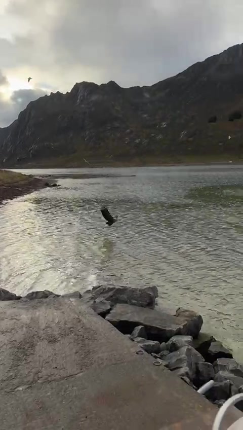 An eagle over the green water (orn-4).