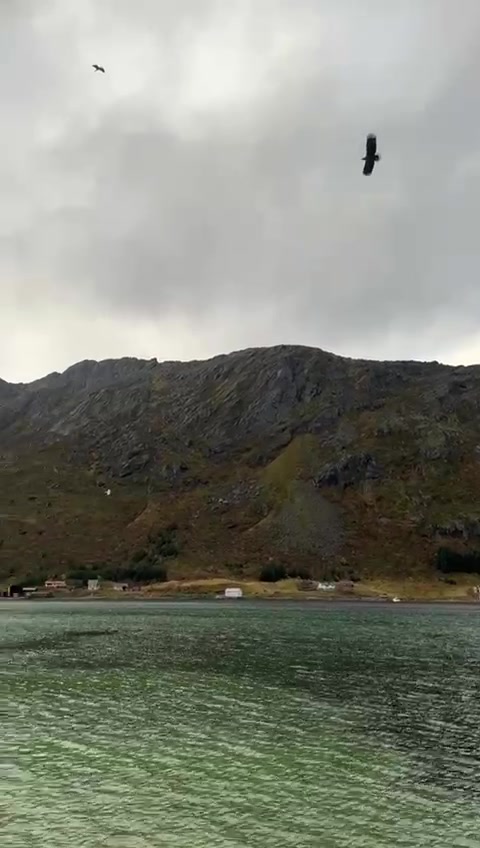 An eagle sailing high, the mountainside behind (orn-5).