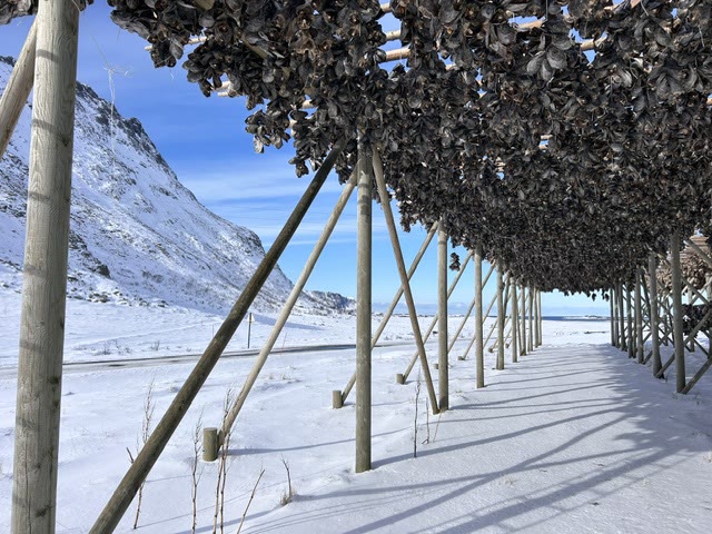 Wooden racks hung with drying cod (skrei) in a snowy winter landscape.